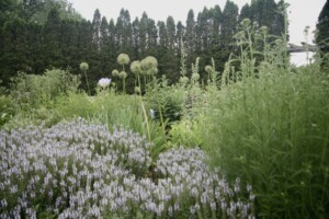 A close-up image of flowers in the Arboretum.