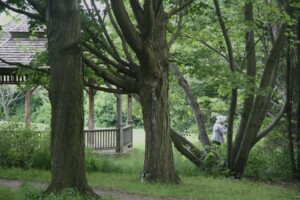 A participant is captured taking a recording from the forest and is framed by the trunks of trees.