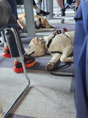 Two seeing eye dogs napping on the floor next to their masters.