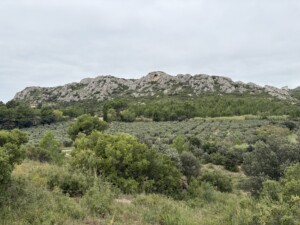 A landscape view of an olive tree field with the Alpille mountain range in the background.