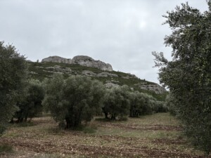 Surrounded by olive trees, a mountain is towering above in the background.