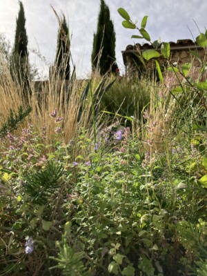 A close-up of various garden plants and grasses with three large cedar trees in the background.