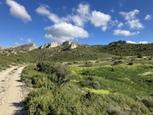 Morning sunlight shines on a green field with bright yellow meadow flowers and on the mountain peaks in the distance.