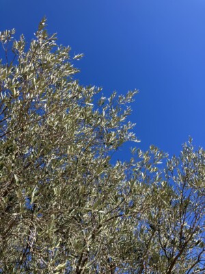 Looking to the sky, feathery branches of an olive tree fill the image against a bright blue sky.