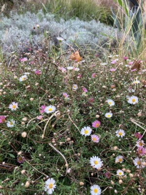 A close-up of small pink and white daisy-like flowers with a rosemary bush and grass blades in the background.