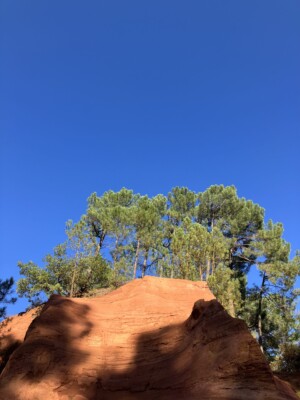 The setting sun shines on the ochre pigmented rock face with a row of trees in the background.